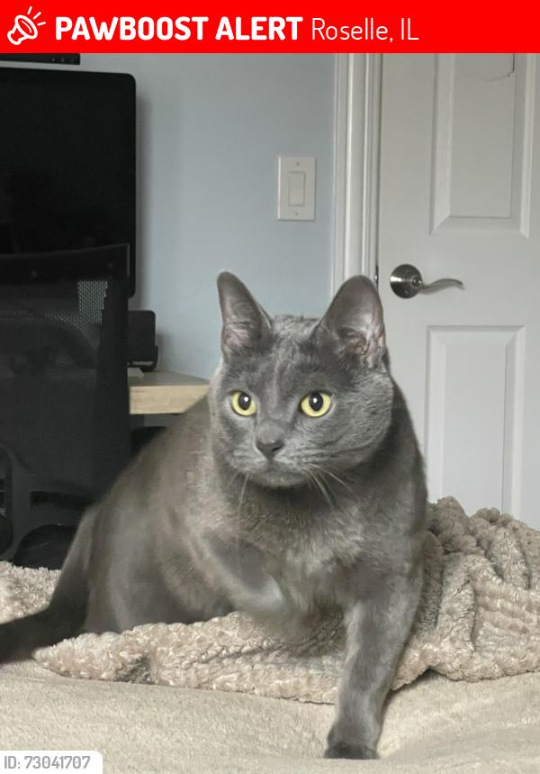 Lost Female Cat last seen Near Rodenburg rd, roselle, Roselle, IL 60172