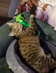 Lost Male Cat last seen Camrose, Camrose, AB 