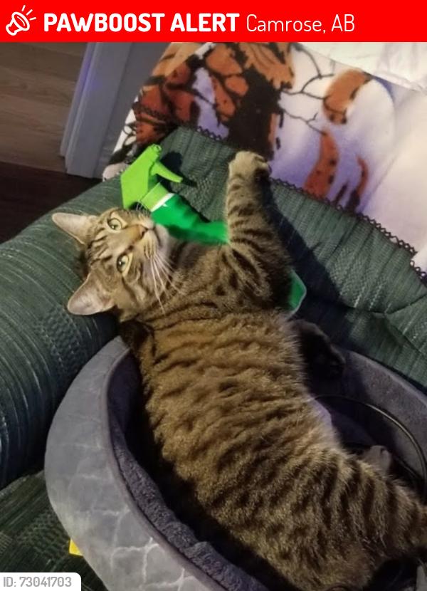 Lost Male Cat last seen Camrose, Camrose, AB 