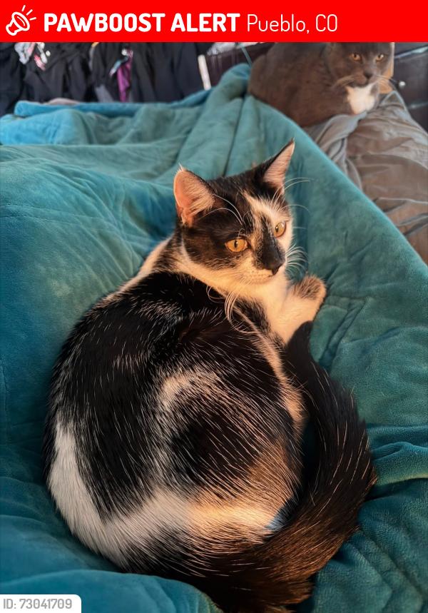 Lost Male Cat last seen Iris Rd. And 33rd lane, Pueblo, CO 81006