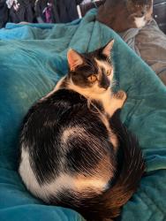 Lost Male Cat last seen Iris Rd. And 33rd lane, Pueblo, CO 81006
