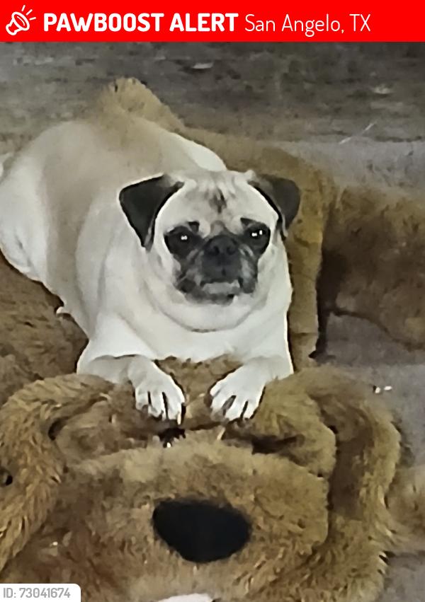 Lost Female Dog last seen 23rd and Hudson. Near Church’s chicken, San Angelo, TX 76903