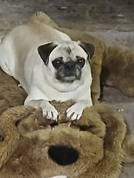 Lost Female Dog last seen 23rd and Hudson. Near Church’s chicken, San Angelo, TX 76903