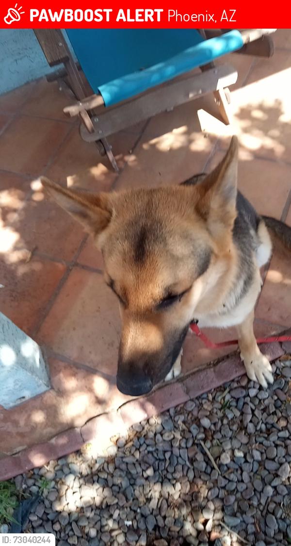 Lost Male Dog last seen Near ave and adams, Phoenix, AZ 85009