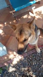 Lost Male Dog last seen Near ave and adams, Phoenix, AZ 85009