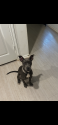 Found/Stray Female Dog last seen razorbill dr, Oklahoma City, OK 73142