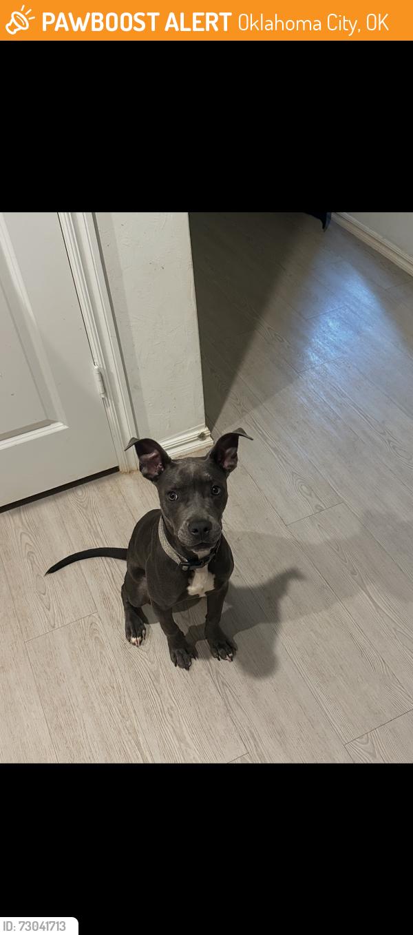 Found/Stray Female Dog last seen razorbill dr, Oklahoma City, OK 73142