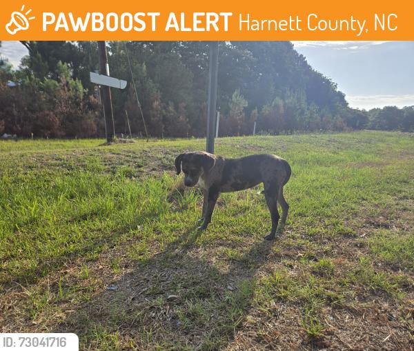Found/Stray Female Dog last seen Cokesbury Rd and Fletcher Ave, Harnett County, NC 27526