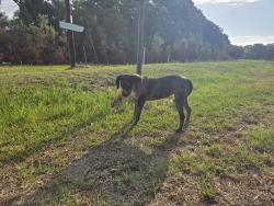 Found/Stray Female Dog last seen Cokesbury Rd and Fletcher Ave, Harnett County, NC 27526