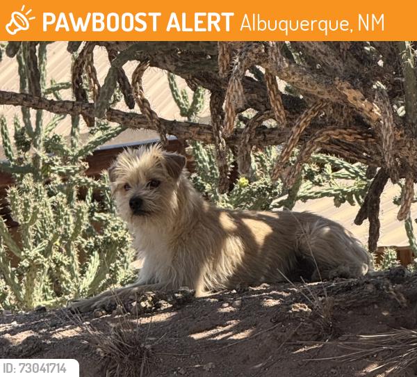 Found/Stray Male Dog last seen Palacio and Raymac, ABQ, NM, Albuquerque, NM 87105