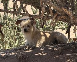 Found/Stray Male Dog last seen Palacio and Raymac, ABQ, NM, Albuquerque, NM 87105