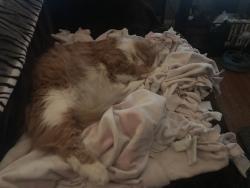 Lost Male Cat last seen 300th st right by big church at 29531 Ridge rd., Wickliffe, OH 44092