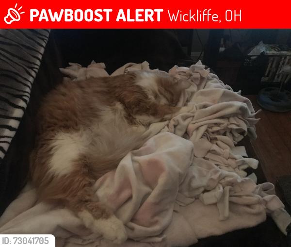 Lost Male Cat last seen 300th st right by big church at 29531 Ridge rd., Wickliffe, OH 44092