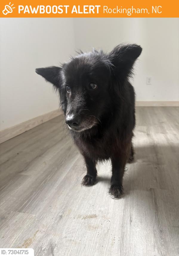 Found/Stray Female Dog last seen Just before Exit 134 on I-74/ Pilot Mountain, Pilot Mountain, NC 27041