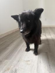 Found/Stray Female Dog last seen Just before Exit 134 on I-74/ Pilot Mountain, Pilot Mountain, NC 27041