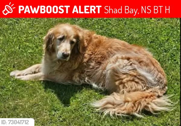 Lost Female Dog last seen Prospect Road and Coolens Road, Shad Bay, NS B3T 2H3