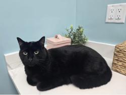 Lost Male Cat last seen Dawson Road and Greenbriar Lane, Santa Rosa Beach, FL 32459