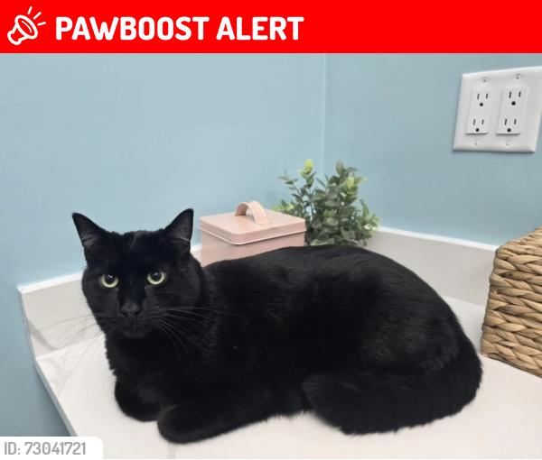 Lost Male Cat last seen Dawson Road and Greenbriar Lane, Santa Rosa Beach, FL 32459