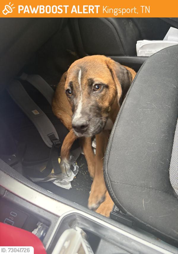 Found/Stray Male Dog last seen Airport exit, Kingsport, TN 37663