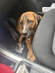 Found/Stray Male Dog last seen Airport exit, Kingsport, TN 37663