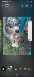 Reunited Unknown Dog last seen Midway and sunset, Fort Pierce, FL 34982