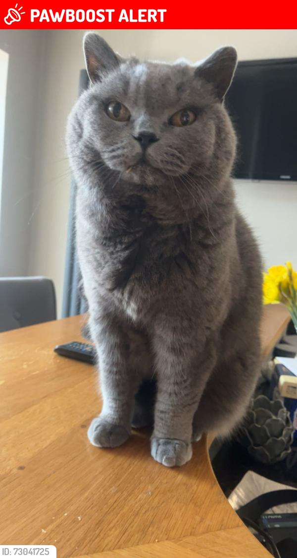 Lost Female Cat last seen Near abbey park road, North East Lincolnshire, England DN32 0HR