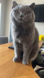 Lost Female Cat last seen Near abbey park road, North East Lincolnshire, England DN32 0HR