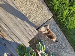 Found/Stray Unknown Cat last seen Red Fox and Weskit, Reynoldsburg, OH 43068