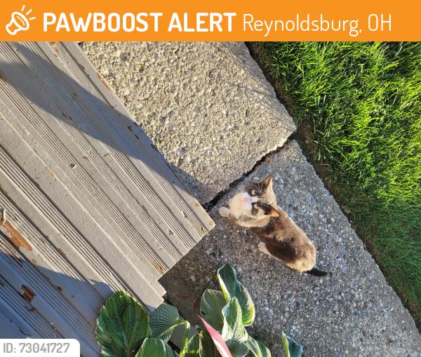 Found/Stray Unknown Cat last seen Red Fox and Weskit, Reynoldsburg, OH 43068