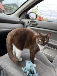 Lost Female Cat last seen Barnett & Ellendale, Medford, OR 97504