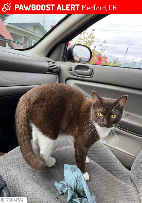 Lost Female Cat last seen Barnett & Ellendale, Medford, OR 97504