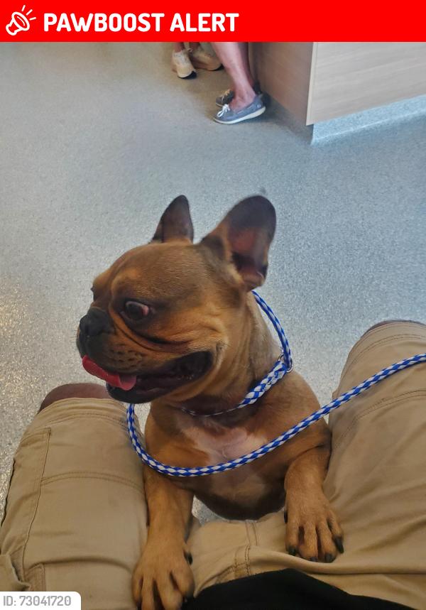 Lost Male Dog last seen Zanes Creek, Bowen Dam Rd, Spartanburg County, SC 29349
