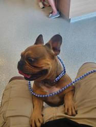 Lost Male Dog last seen Zanes Creek, Bowen Dam Rd, Spartanburg County, SC 29349