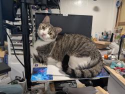 Lost Female Cat last seen Rockwood Rd and Rockwood Ct , Columbus, OH 43229