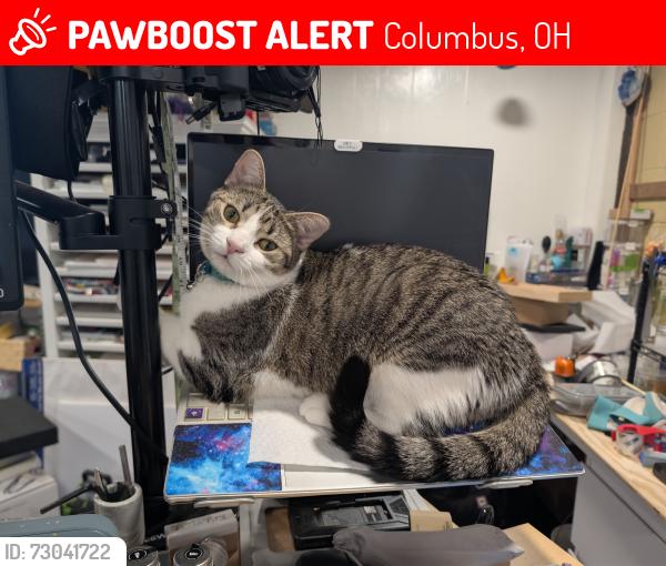 Lost Female Cat last seen Rockwood Rd and Rockwood Ct , Columbus, OH 43229