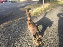Found/Stray Unknown Cat last seen Near granite, Victoria, BC V8S 3G6