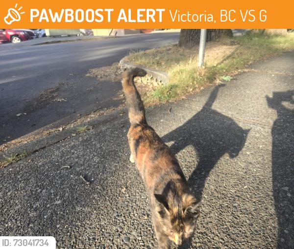Found/Stray Unknown Cat last seen Near granite, Victoria, BC V8S 3G6