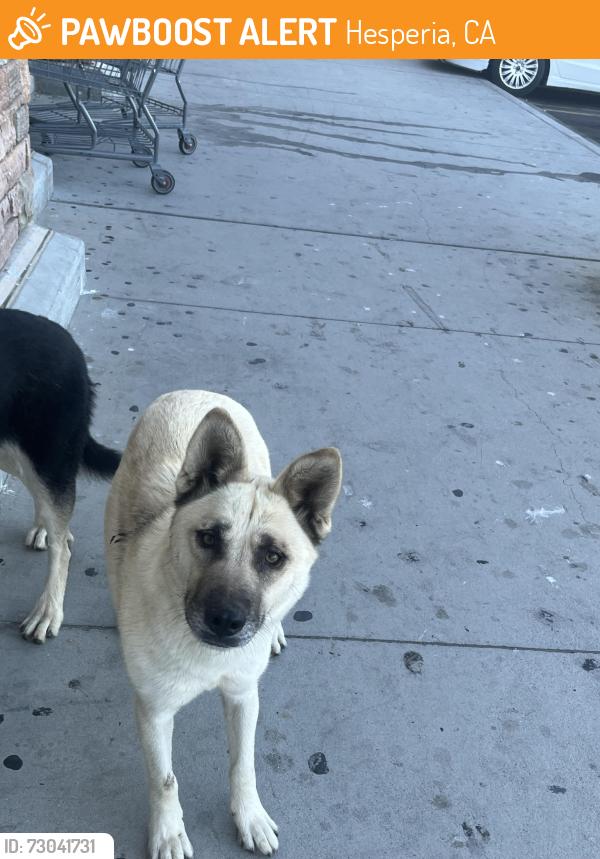 Found/Stray Unknown Dog last seen Walmart, Hesperia, CA 92345