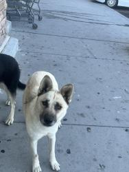 Found/Stray Unknown Dog last seen Walmart, Hesperia, CA 92345