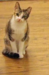 Lost Female Cat last seen  Yates Ford Road and Bear Creek Drive, Manassas, VA 20111