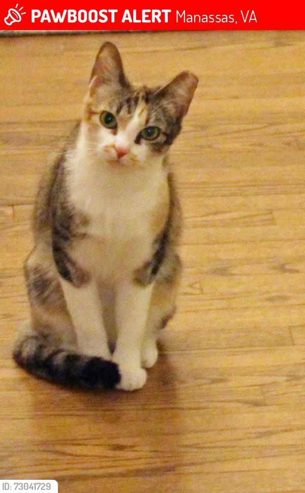 Lost Female Cat last seen  Yates Ford Road and Bear Creek Drive, Manassas, VA 20111