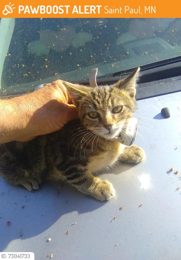 Found/Stray Female Cat last seen 3rd St E., found at mechanic shop on corner, Saint Paul, MN 55106