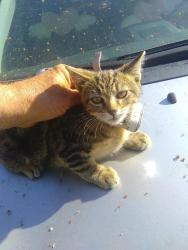 Found/Stray Female Cat last seen 3rd St E., found at mechanic shop on corner, Saint Paul, MN 55106