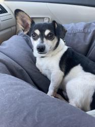 Lost Male Dog last seen Villa Alturas, Temecula, CA 92592