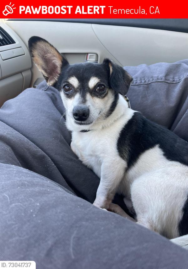 Lost Male Dog last seen Villa Alturas, Temecula, CA 92592