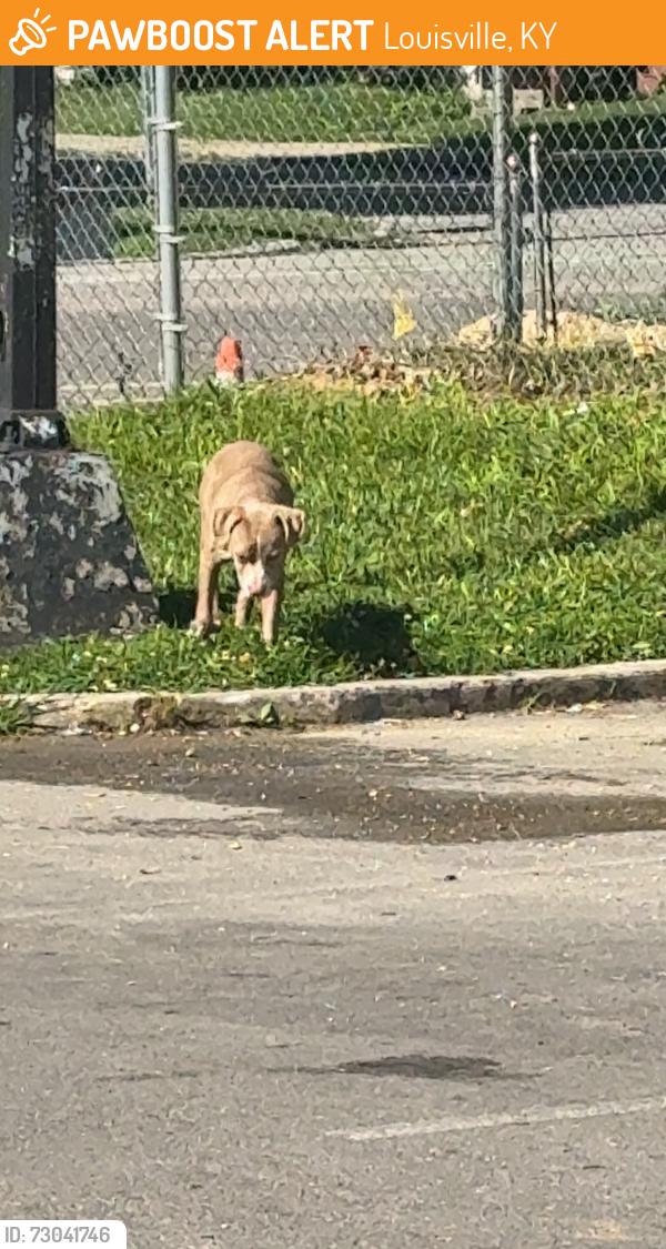 Found/Stray Unknown Dog last seen By shorties 35th, Louisville, KY 40211