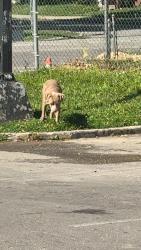 Found/Stray Unknown Dog last seen By shorties 35th, Louisville, KY 40211