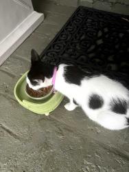 Found/Stray Female Cat last seen near Avon Lenox High School, Memphis, TN 38117