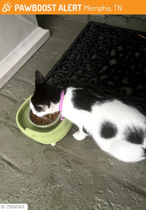 Found/Stray Female Cat last seen near Avon Lenox High School, Memphis, TN 38117