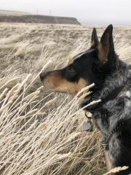 Lost Female Dog last seen 72nd and Ward Rd., Arvada, CO 80004